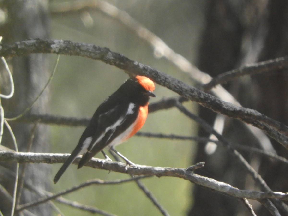Red-capped Robin - ML643001655
