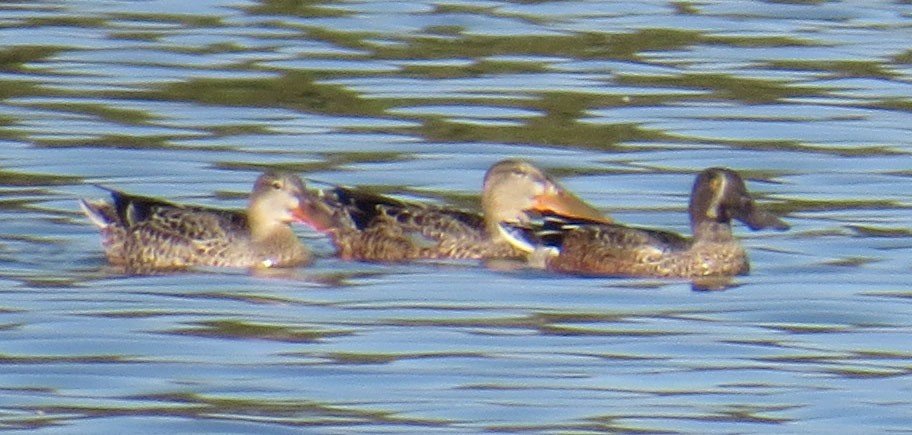 Canard souchet - ML643001679