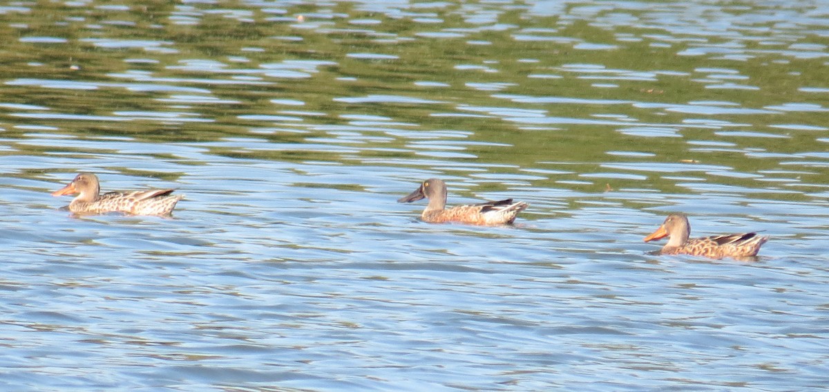 Canard souchet - ML643001680