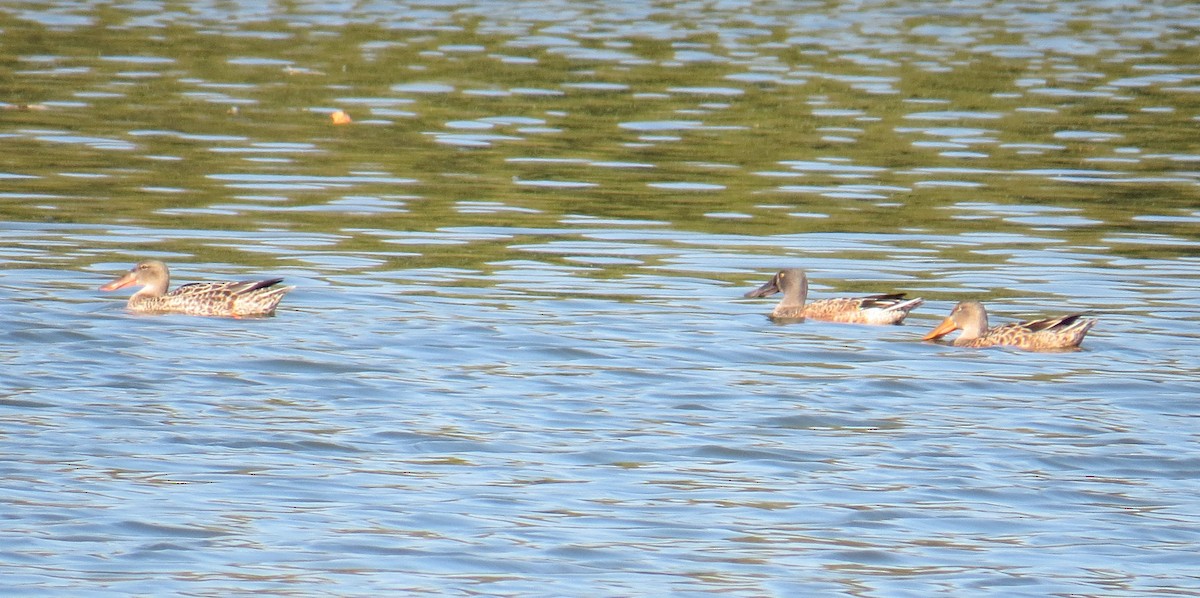 Canard souchet - ML643001681