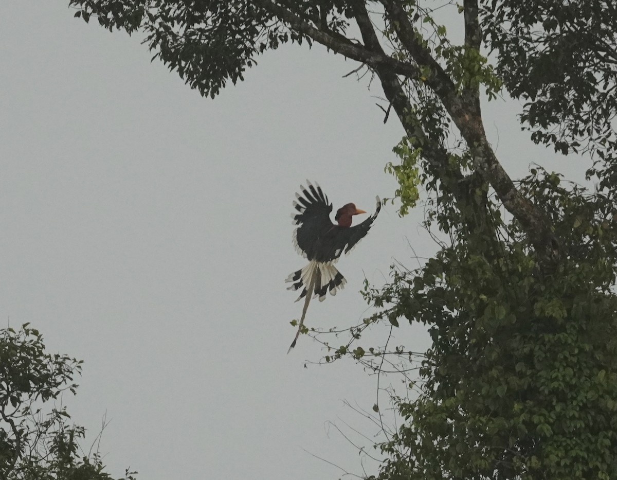 Helmeted Hornbill - ML643001682