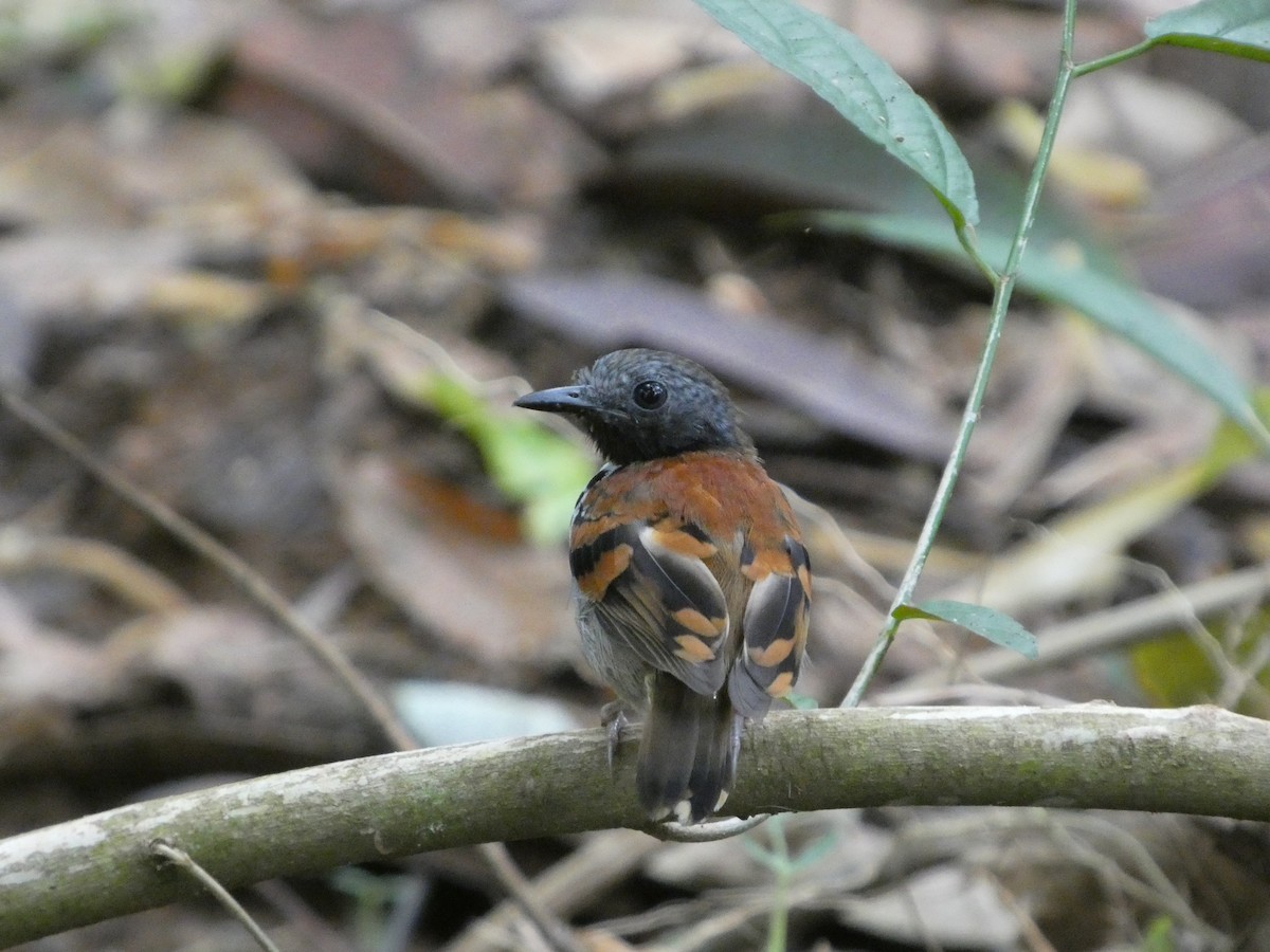 Spotted Antbird - ML643001684