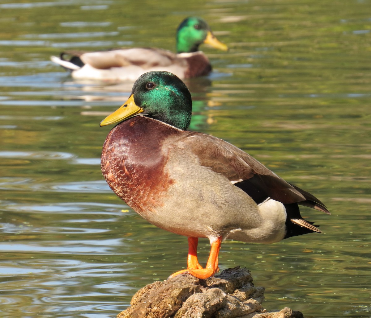 Canard colvert - ML643001707