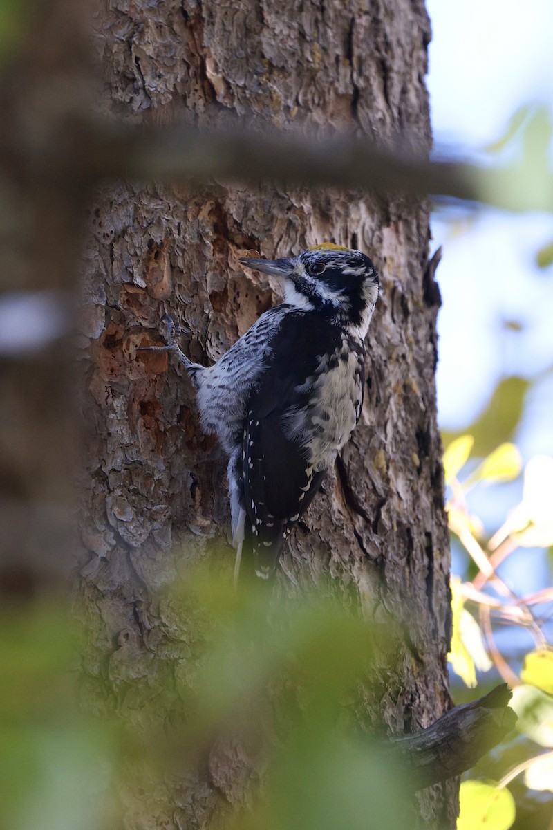 American Three-toed Woodpecker (Rocky Mts.) - ML643001727
