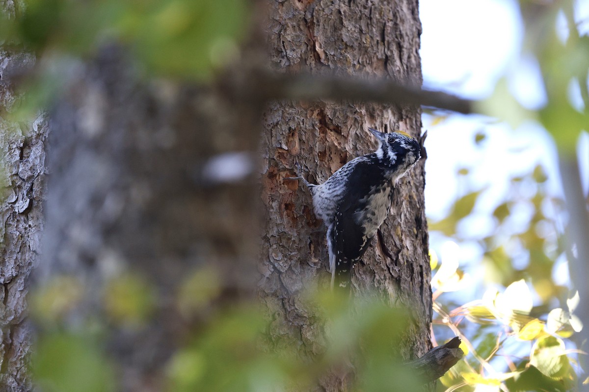 American Three-toed Woodpecker (Rocky Mts.) - ML643001728