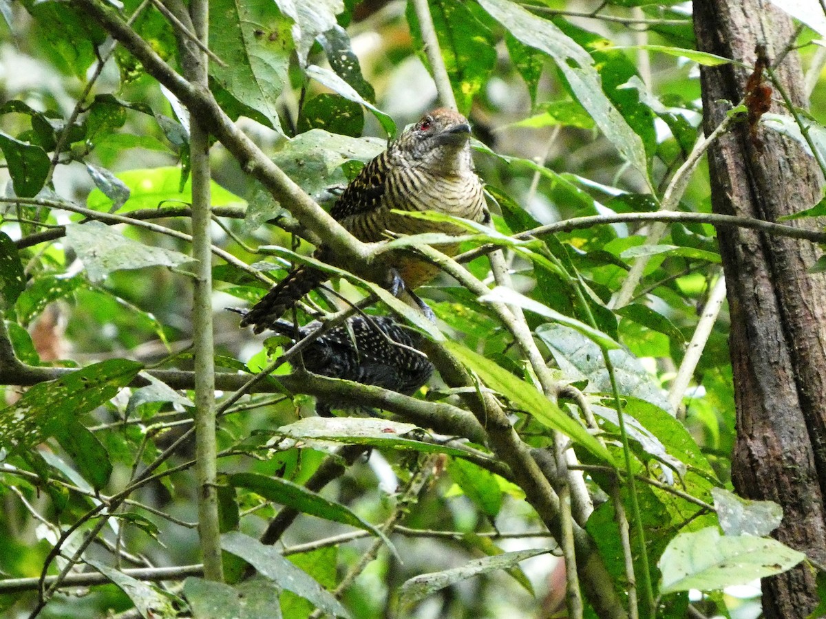 Fasciated Antshrike - ML643001736