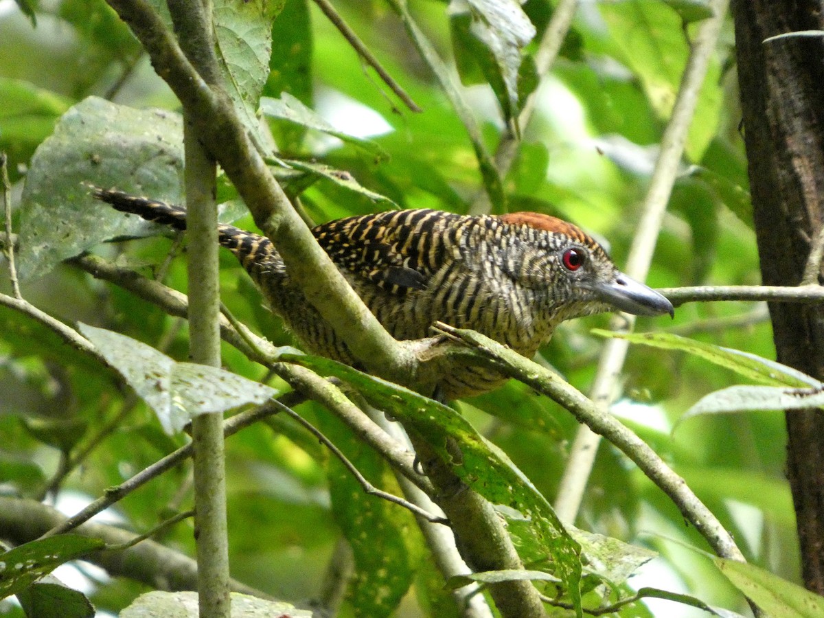 Fasciated Antshrike - ML643001758