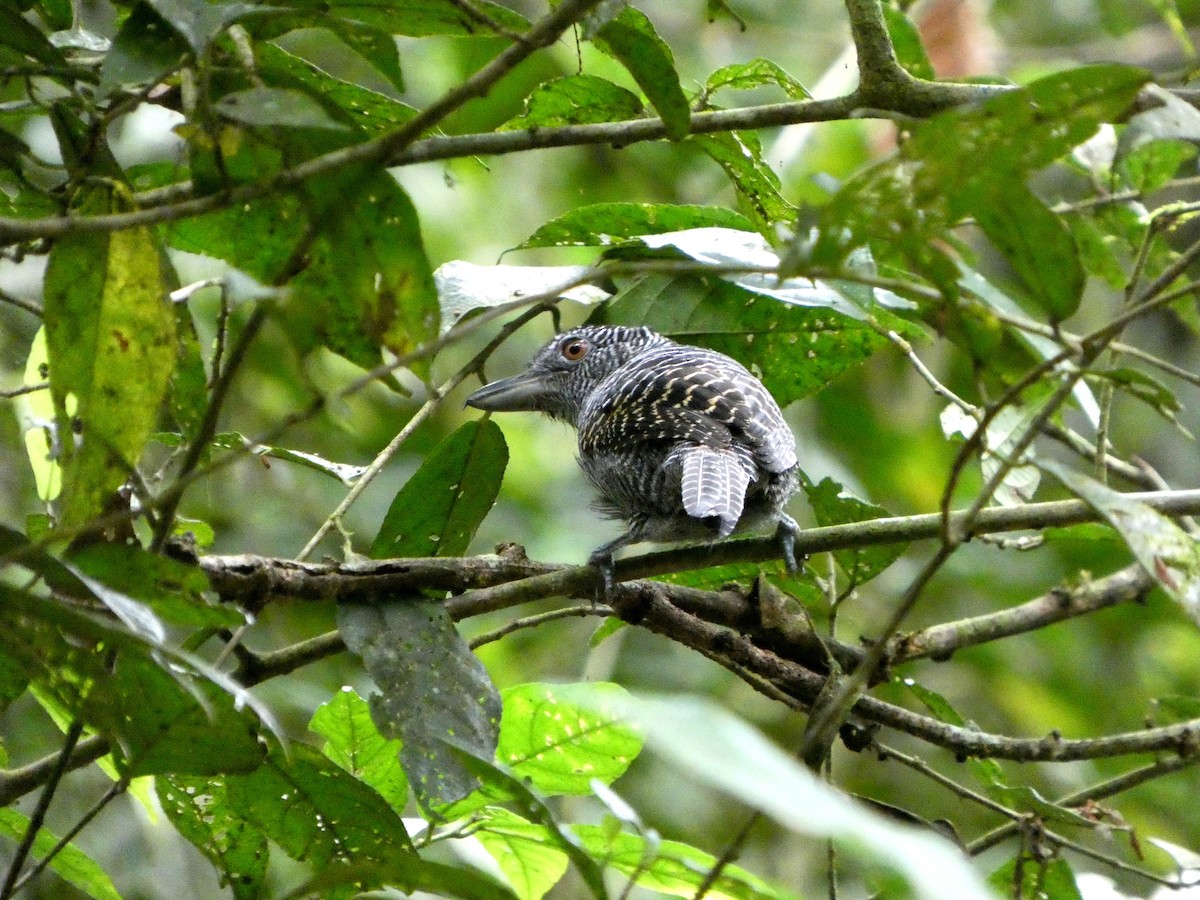 Fasciated Antshrike - ML643001790