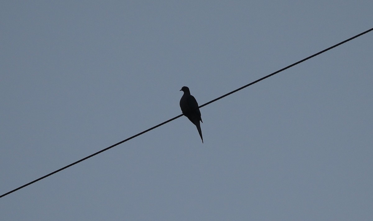 Mourning Dove - ML643001802