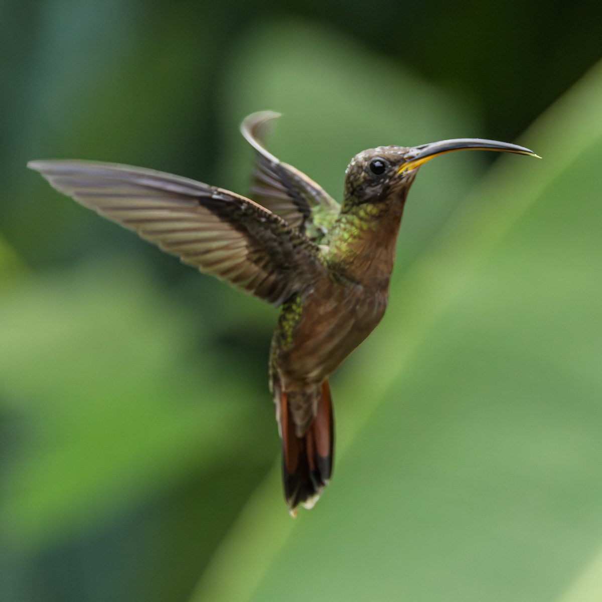 Rufous-breasted Hermit - ML643001810
