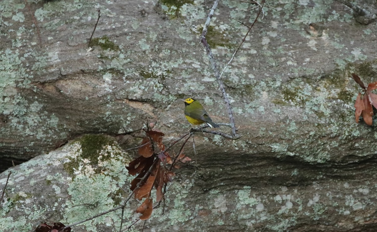 Hooded Warbler - ML643001813