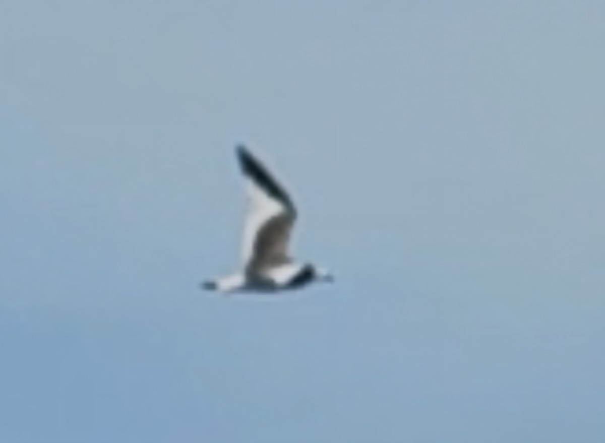 Gabbiano di Sabine - ML643001817