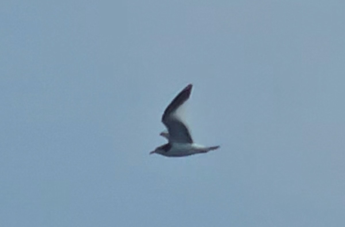 Gabbiano di Sabine - ML643001818