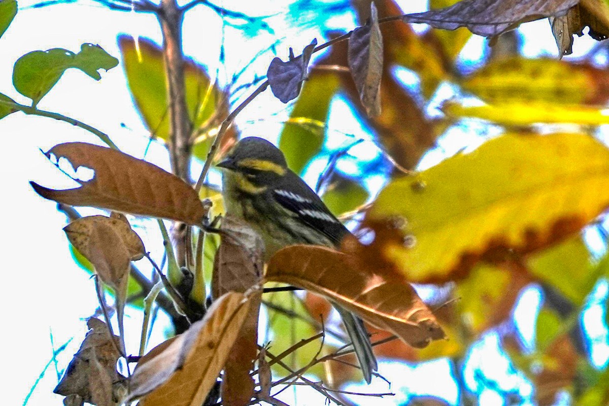 Townsend's Warbler - ML643001832
