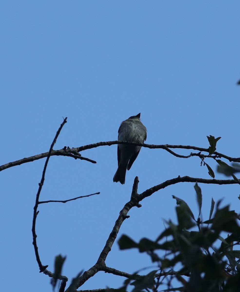 Eastern Wood-Pewee - ML643001833