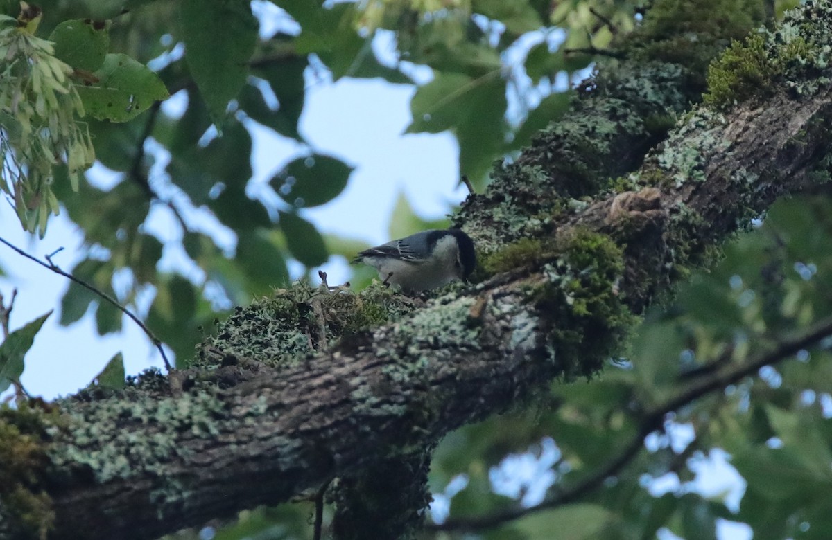 White-breasted Nuthatch - ML643001839