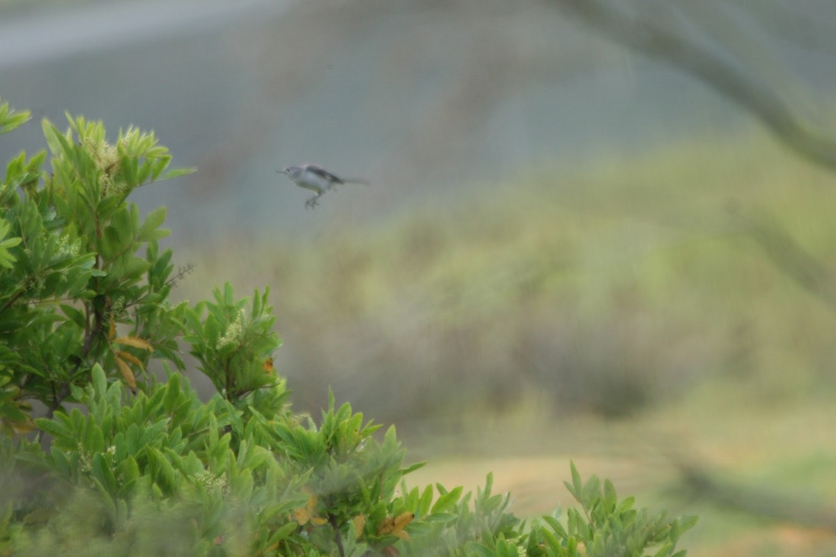 Blue-gray Gnatcatcher - ML643001842