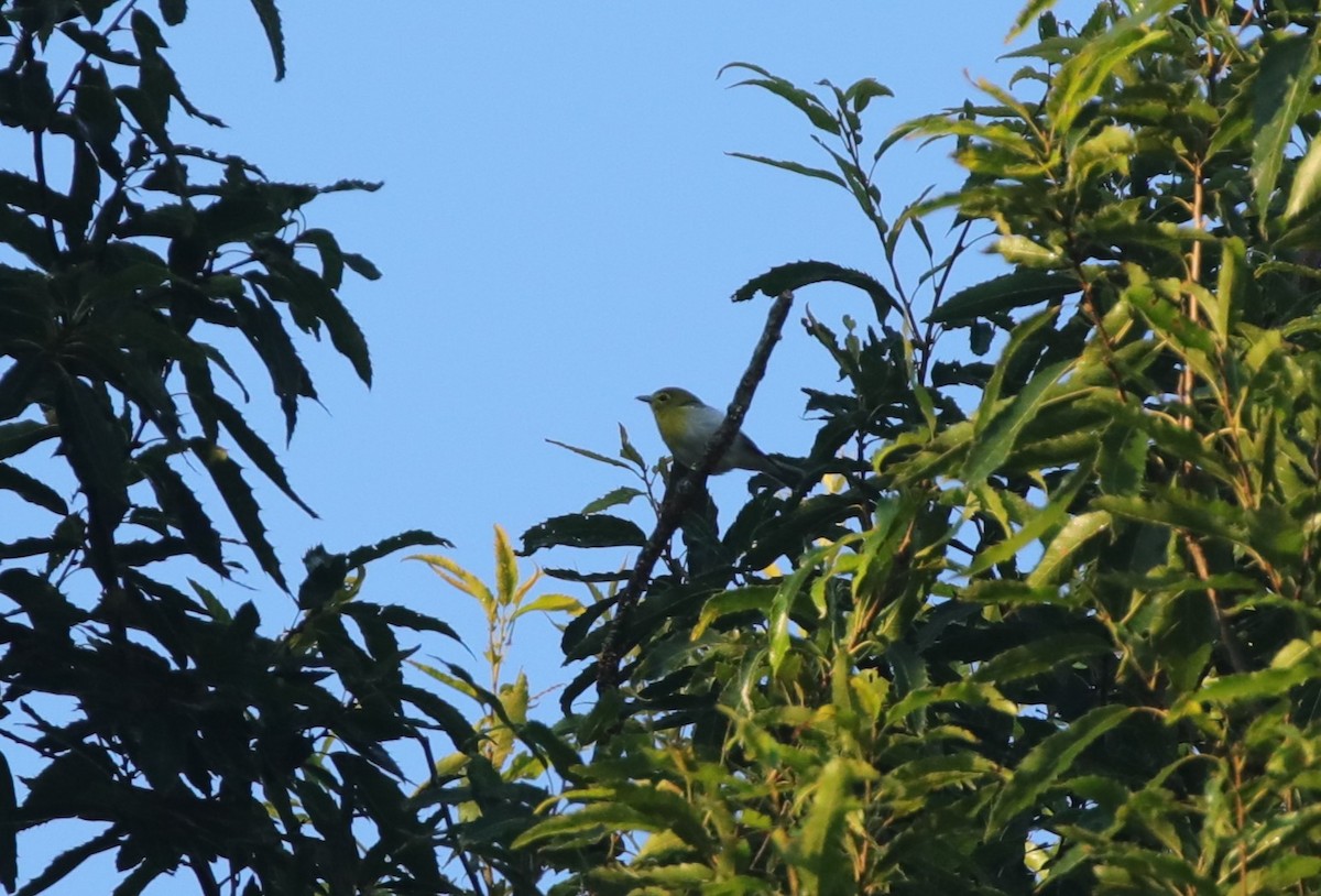 Yellow-throated Vireo - ML643001846