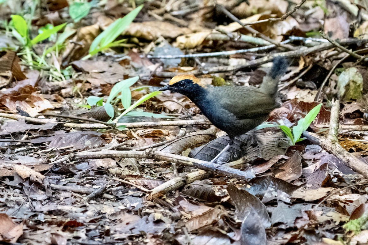 Rufous-capped Antthrush - ML643001864