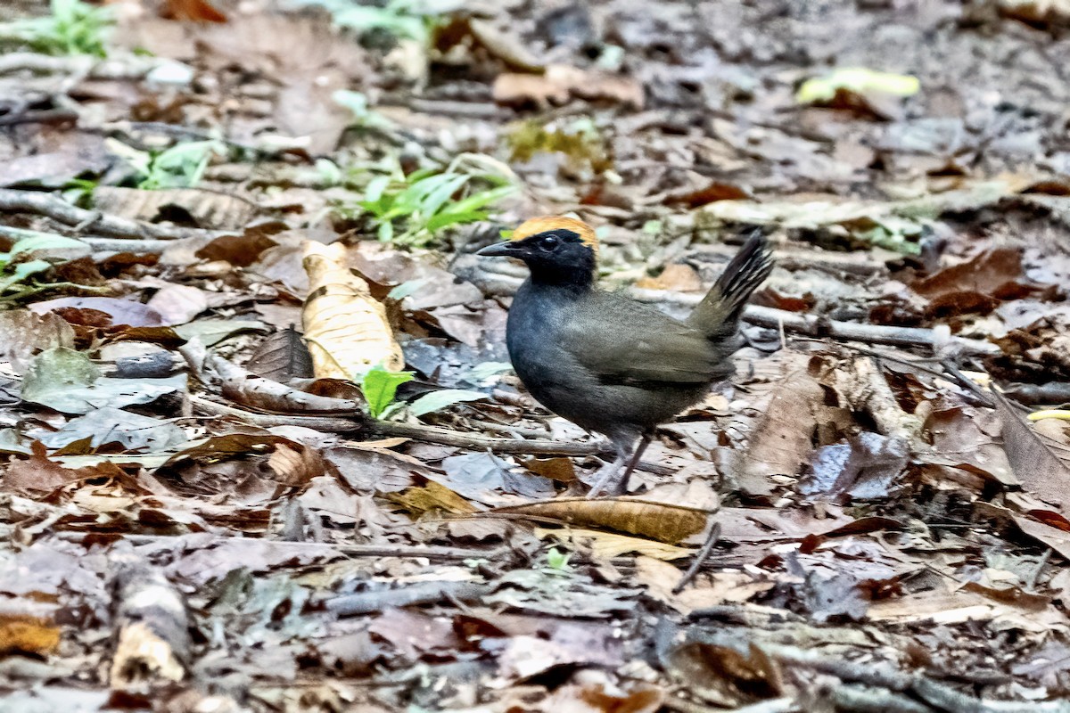 Rufous-capped Antthrush - ML643001865