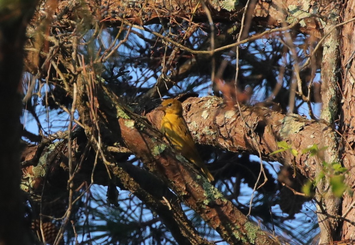 Summer Tanager - ML643001868