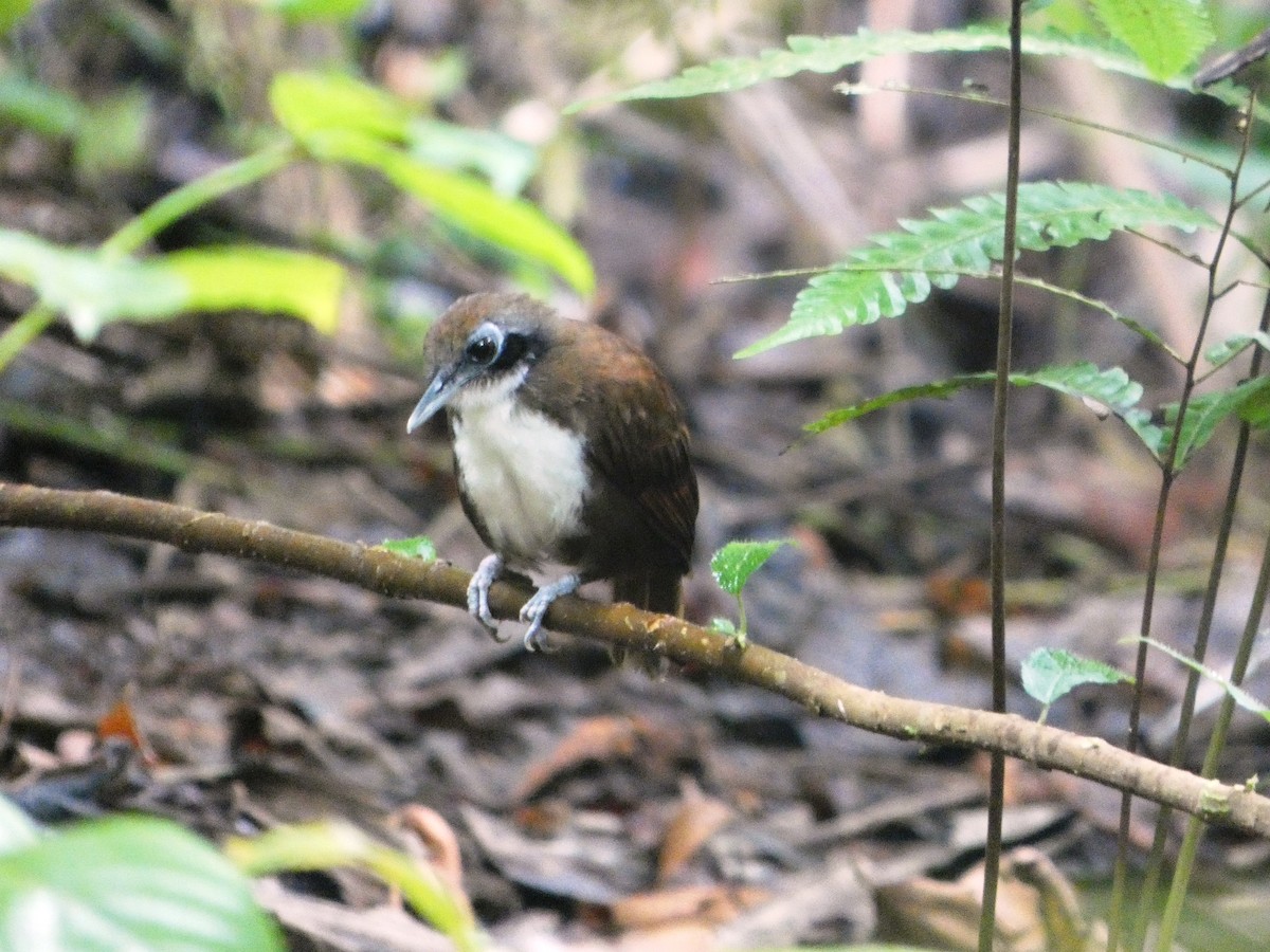 Bicolored Antbird - ML643001870