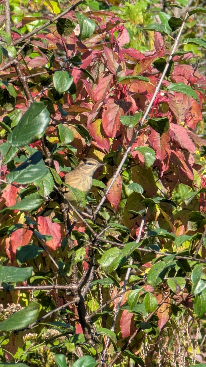 Palm Warbler - ML643001871