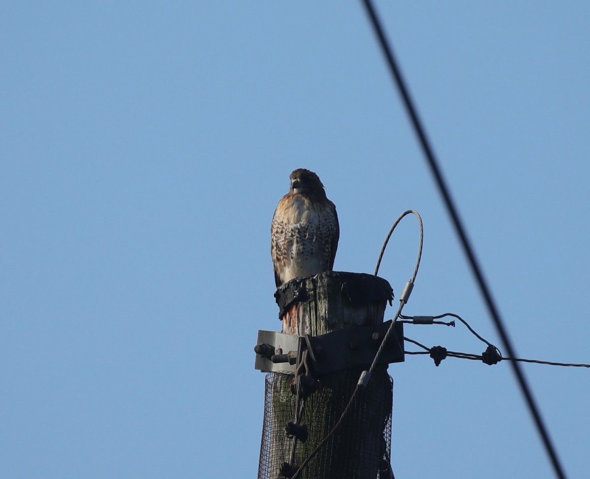 Red-tailed Hawk - ML643001877