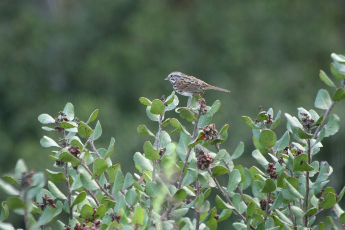 Song Sparrow - ML643001888