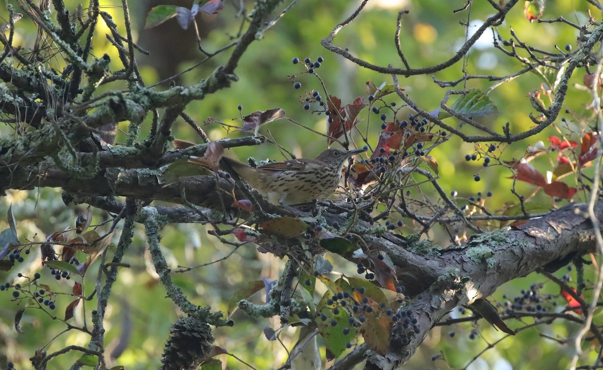 Brown Thrasher - ML643001889