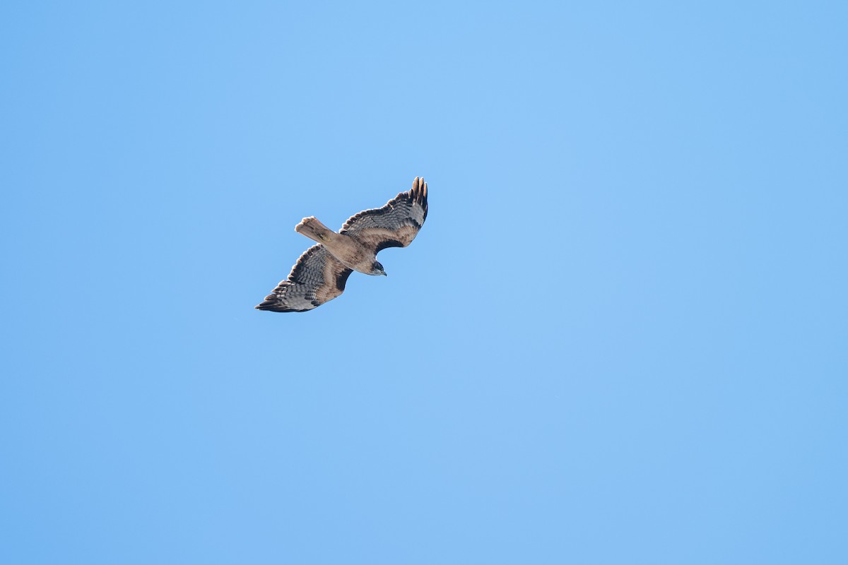 Red-tailed Hawk - ML643001896