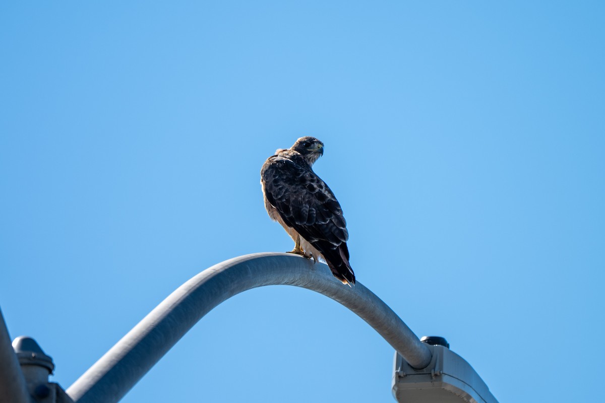 Red-tailed Hawk - ML643001897