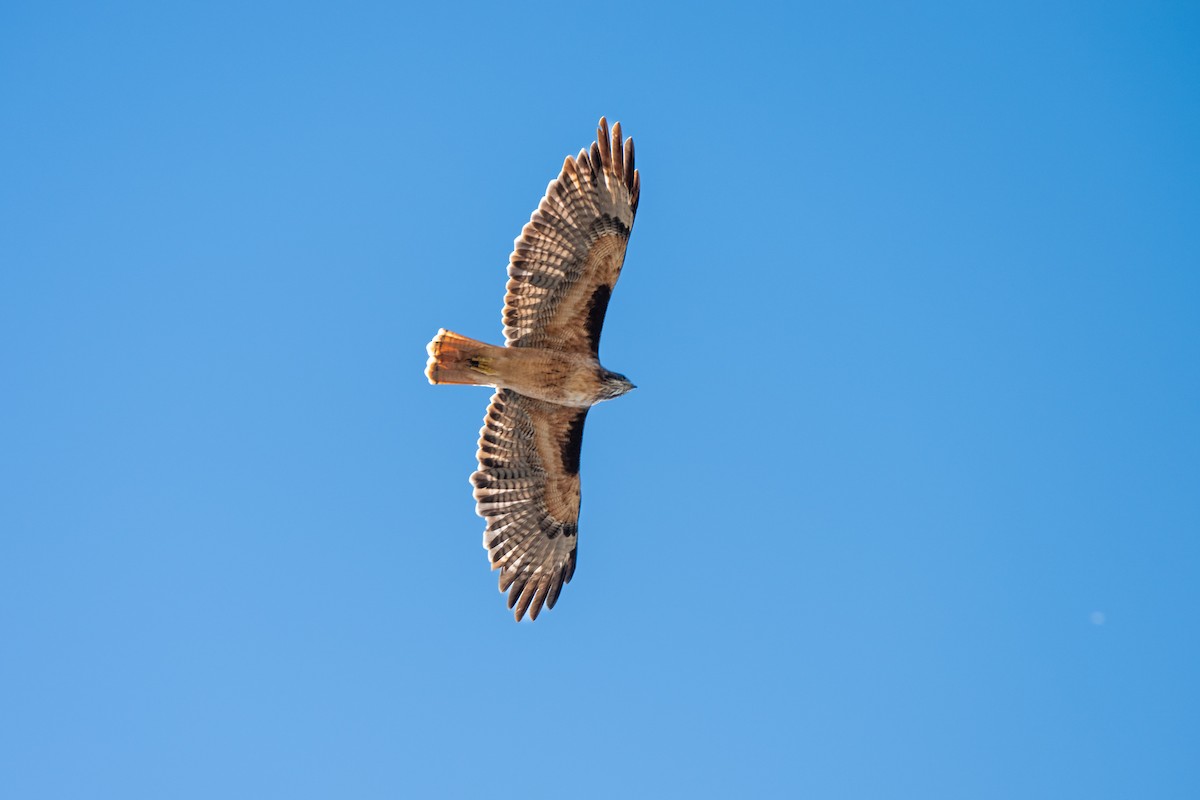 Red-tailed Hawk - ML643001898