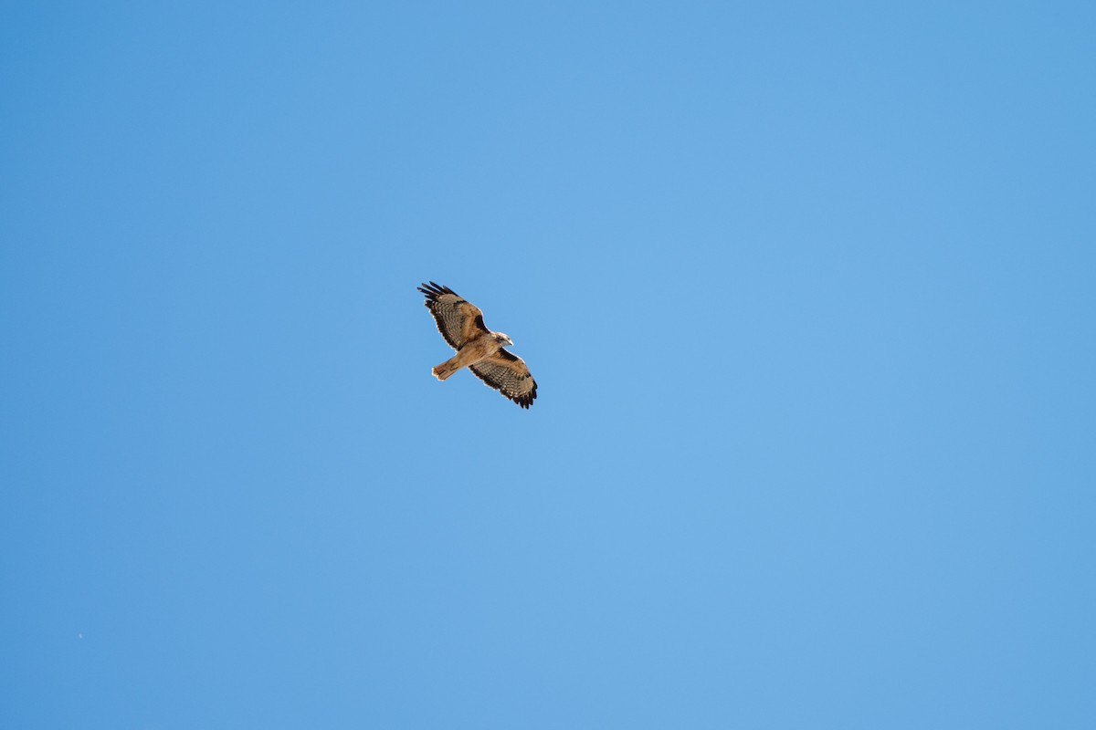 Red-tailed Hawk - ML643001899