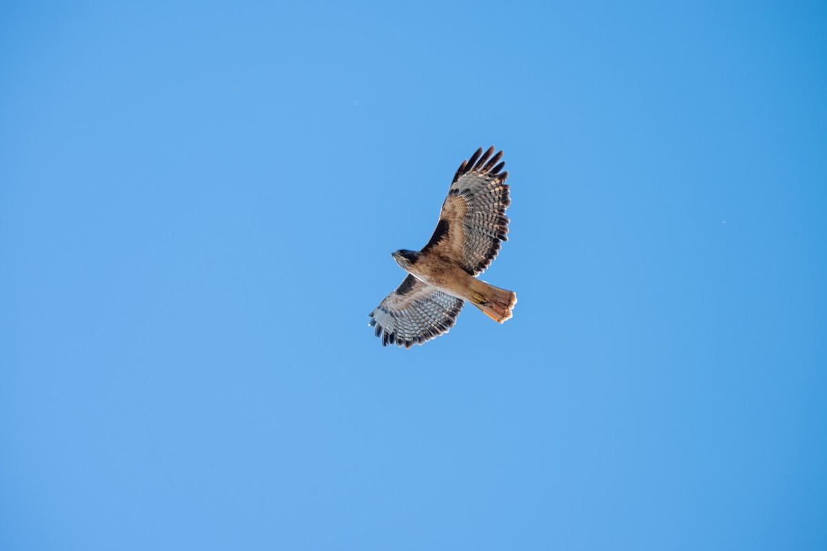 Red-tailed Hawk - ML643001901