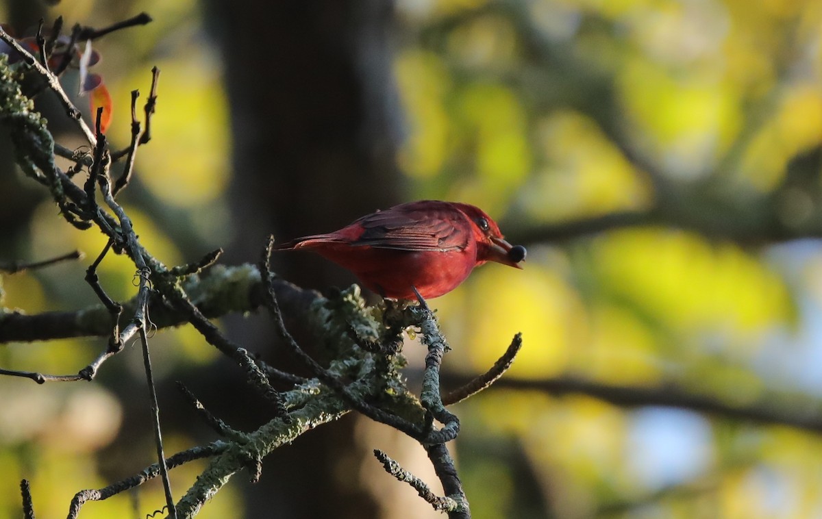 Summer Tanager - ML643001903
