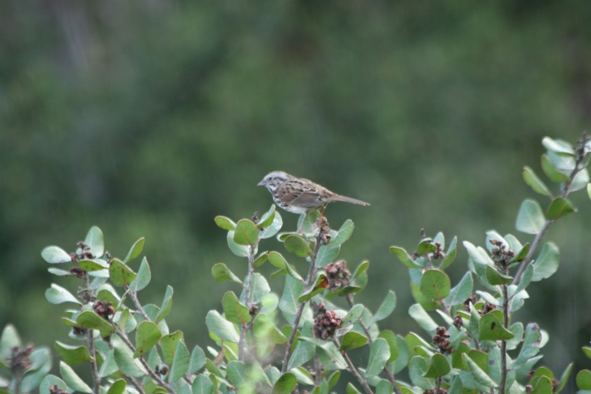 Song Sparrow - ML643001904