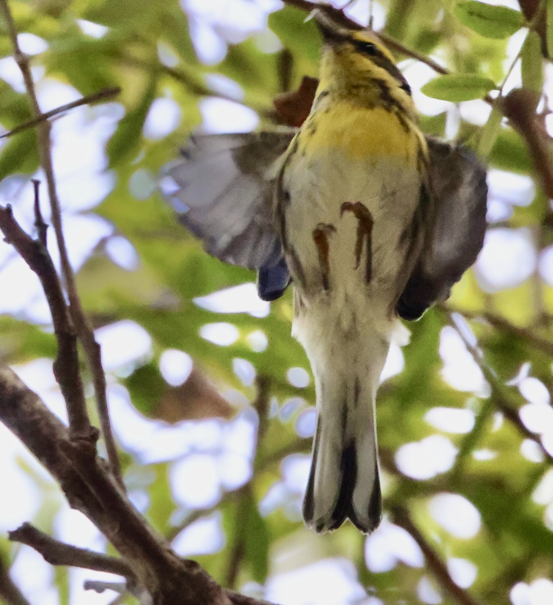 Townsend's Warbler - ML643001908