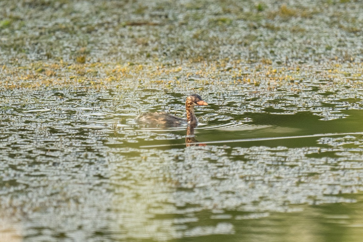 Little Grebe (Little) - ML643001910
