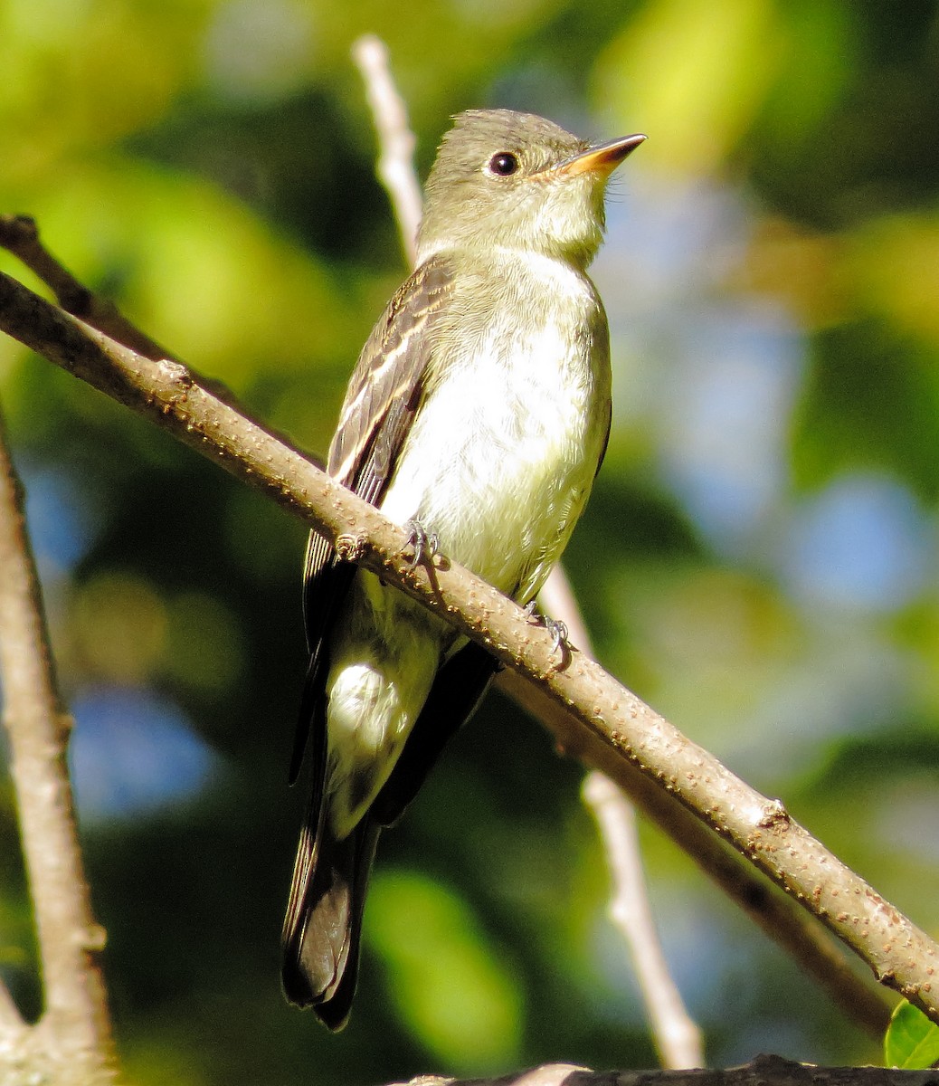 Eastern Wood-Pewee - ML643001912
