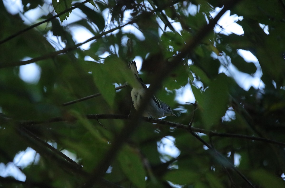 Chestnut-sided Warbler - ML643001935