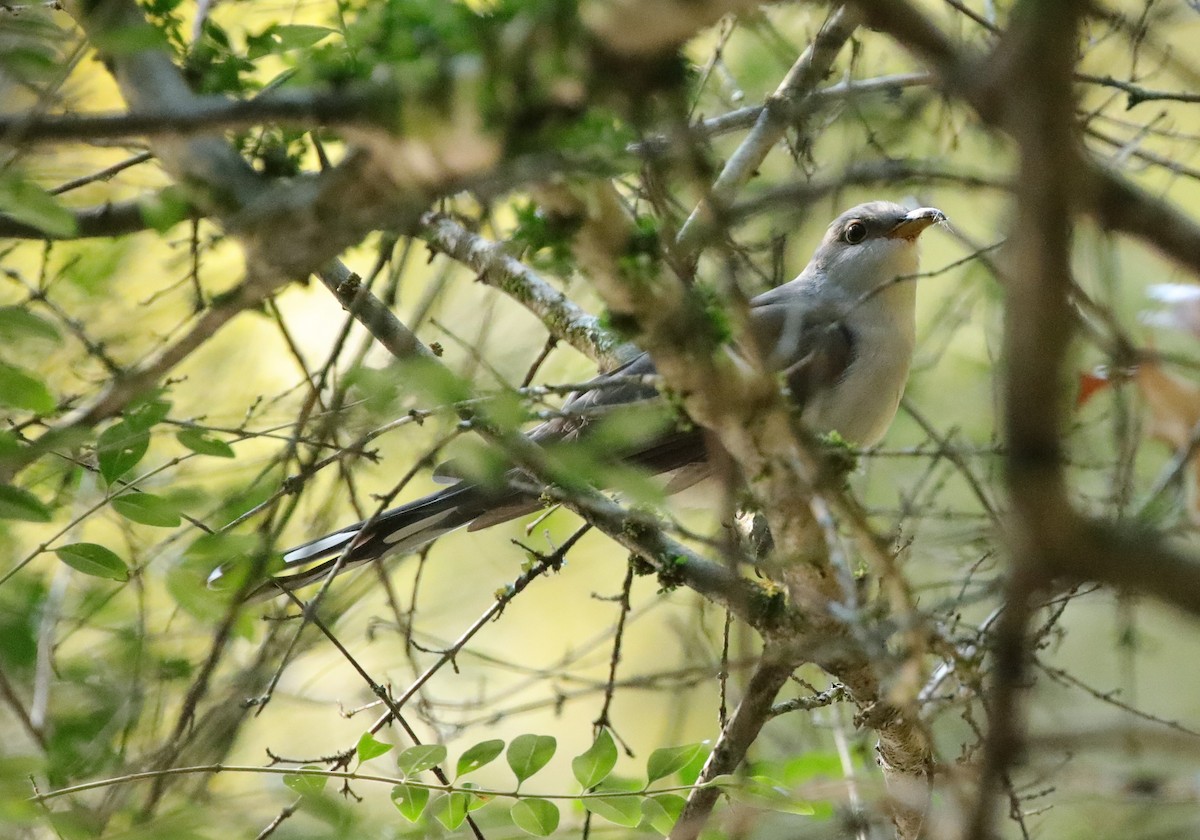 Yellow-billed Cuckoo - ML643001938