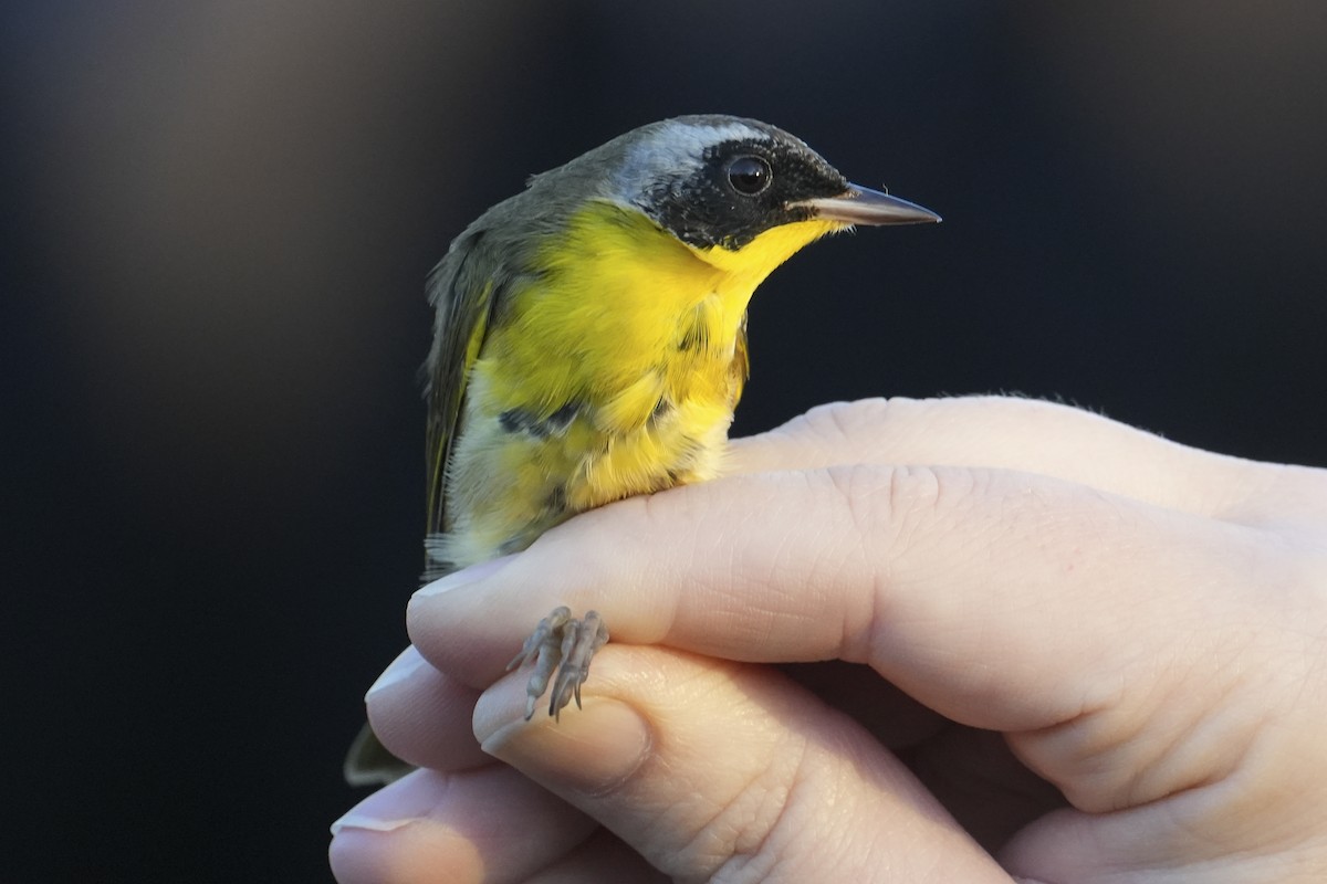 Common Yellowthroat - ML643001940