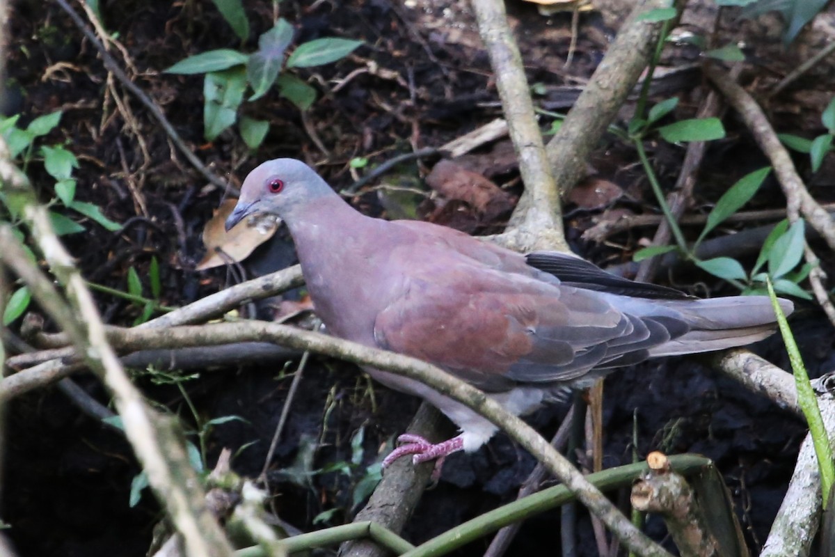 Pale-vented Pigeon - ML643001953