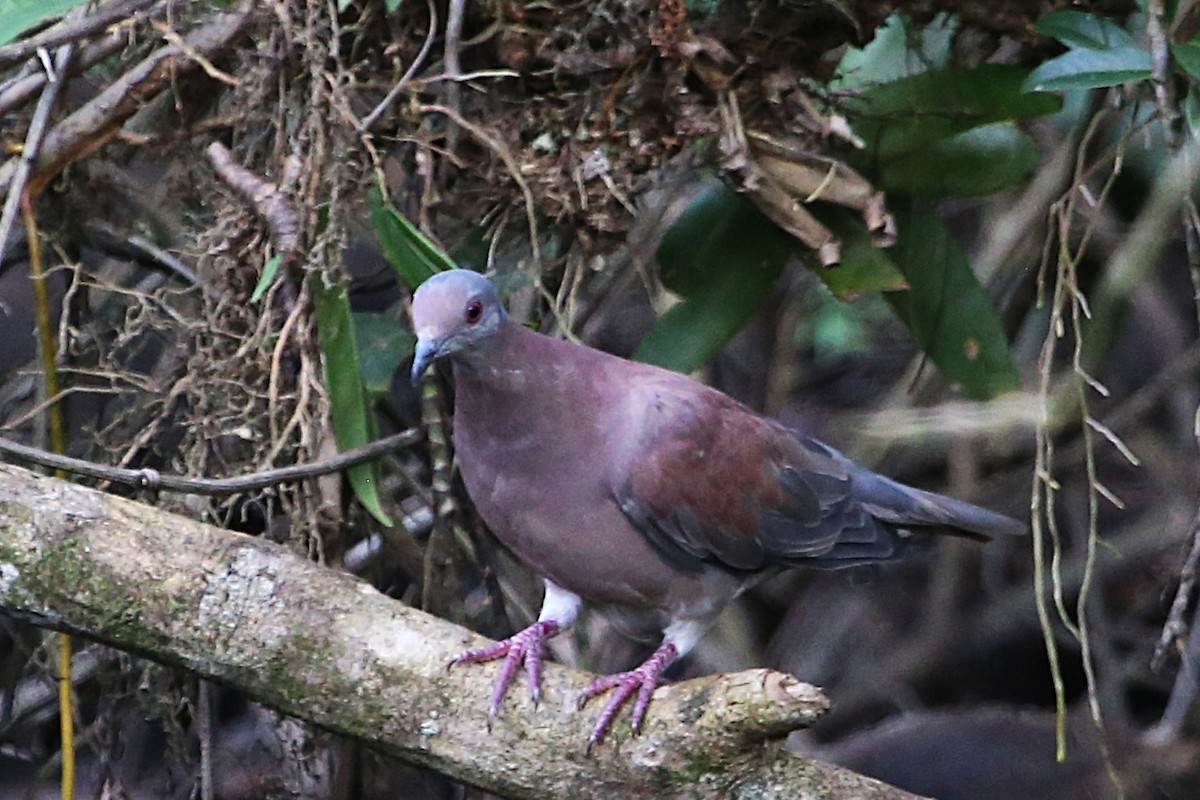 Pale-vented Pigeon - ML643001954