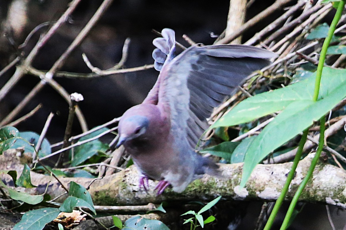Pale-vented Pigeon - ML643001955