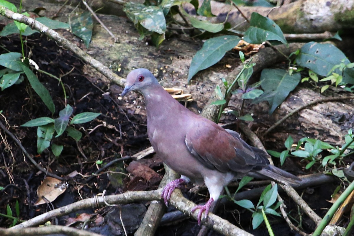 Pale-vented Pigeon - ML643001956