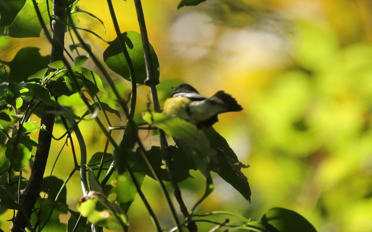 Magnolia Warbler - ML643001961