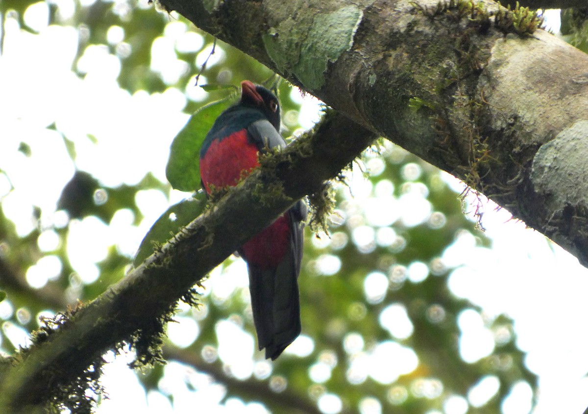 Slaty-tailed Trogon - ML643001983
