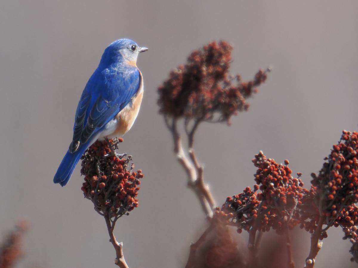 Eastern Bluebird - ML643001988